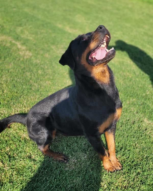 Straordinaria Rottweiler di nome Beverly Foto 3